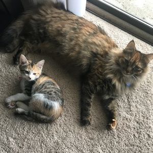 Meet your Posher, Allison